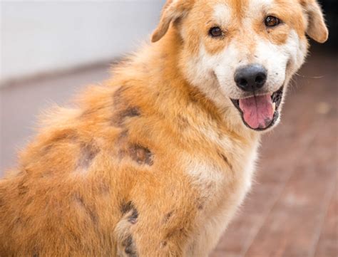 Dog Losing Hair In Patches And Scabs